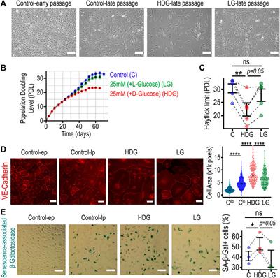 Long term high glucose exposure induces premature senescence in retinal endothelial cells